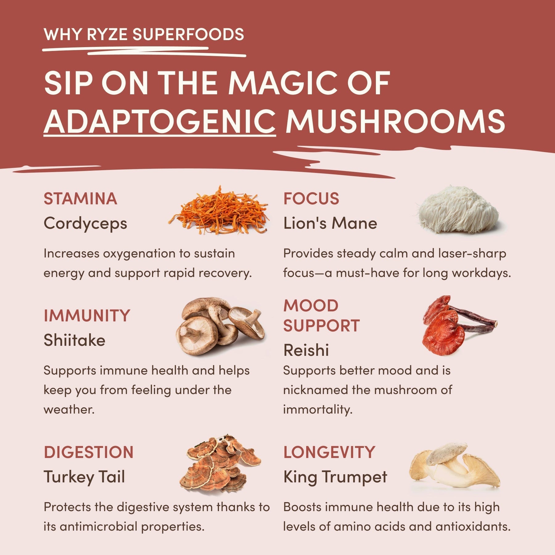 Mushroom Chicory Original B79