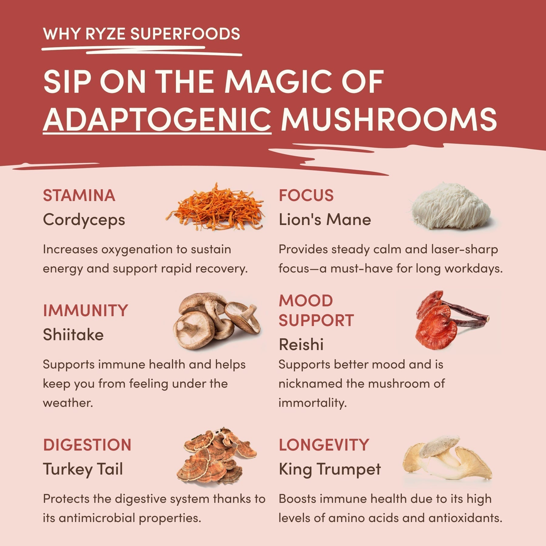Mushroom Chai Original B85